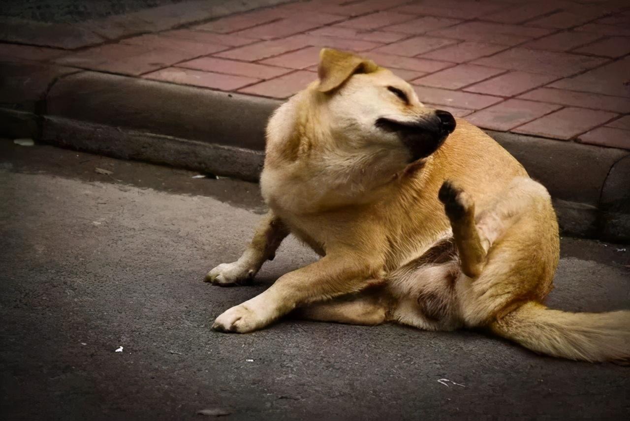 狗挠痒痒表情包图片