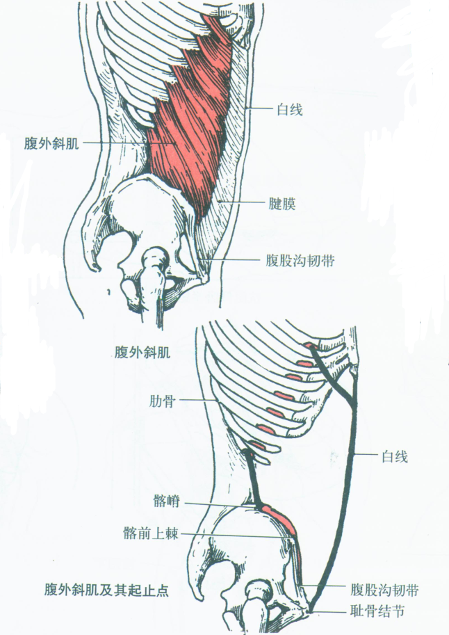 2,腹外斜肌(obliqueus externus abdominis)