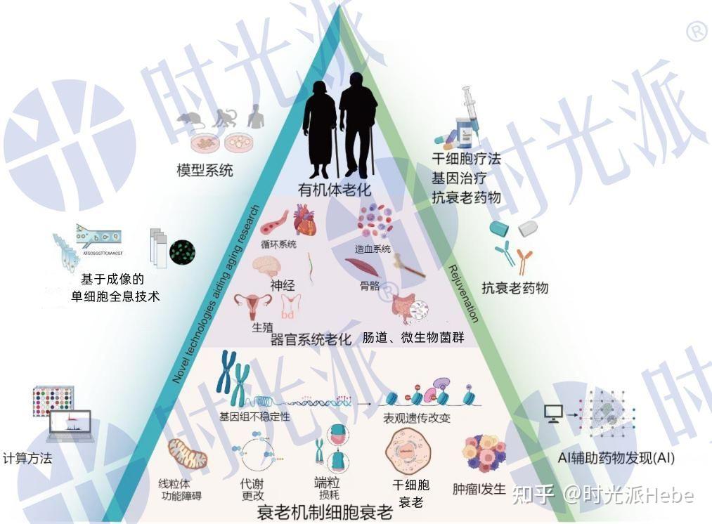 干预、延缓甚至逆转衰老的手段,带你再次走进衰老,一文全面剖析 - 知乎