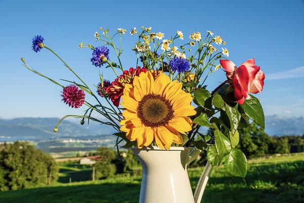 向日葵花束图片 向日葵花束搭配图片 向日葵鲜花花束图片