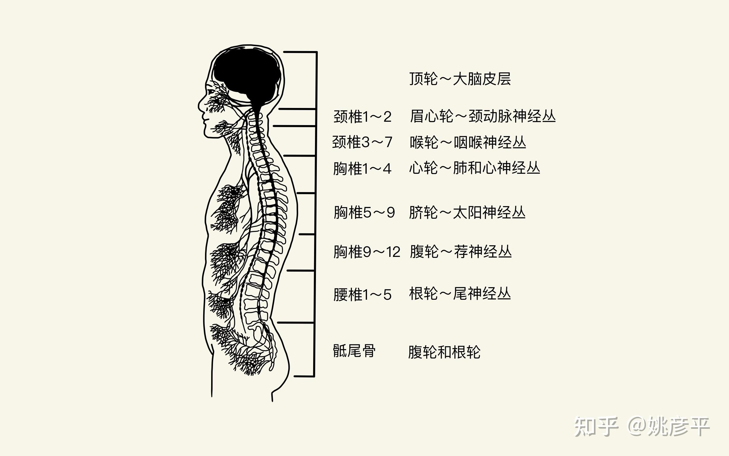 脉轮神经系统