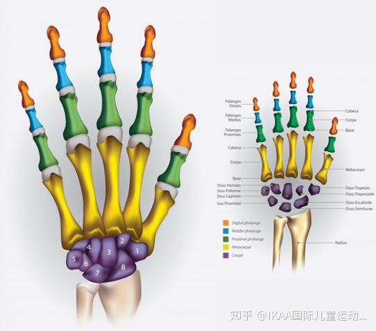 腕骨骨化中心图片