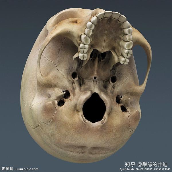 【地球演义】蛋，爪子，太阳穴和龙兽争霸 - 知乎