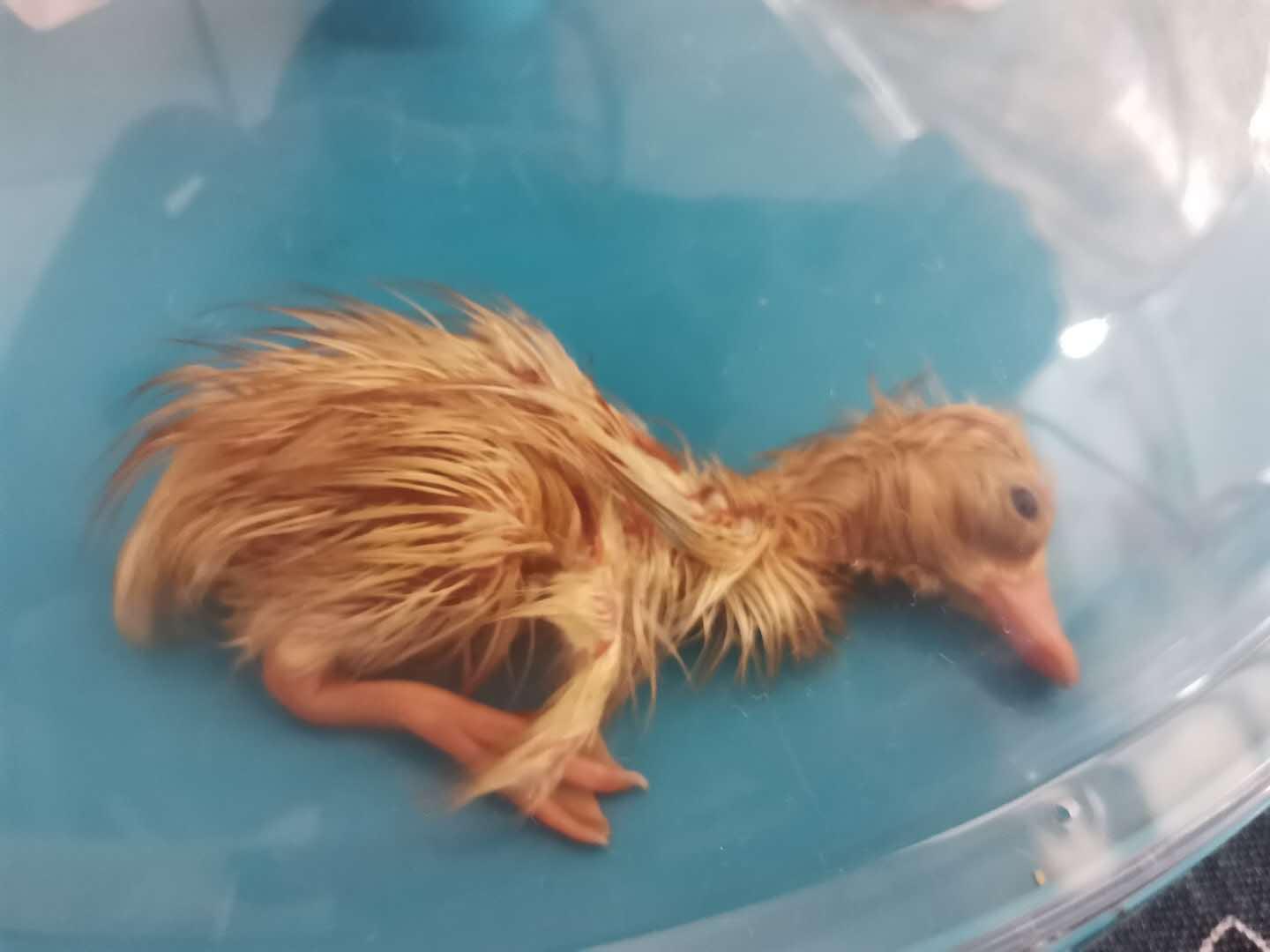 我的柯尔鸭孵化日记