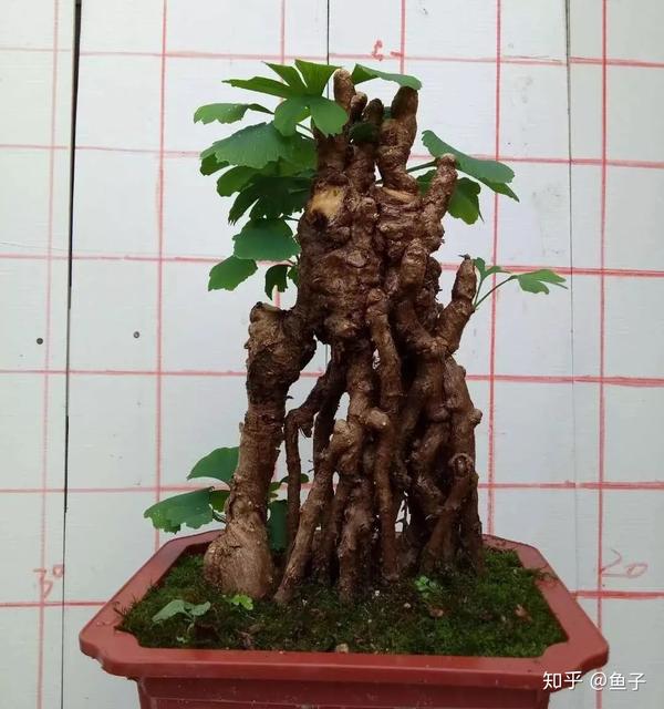 盆景真奇妙倒栽银杏笋