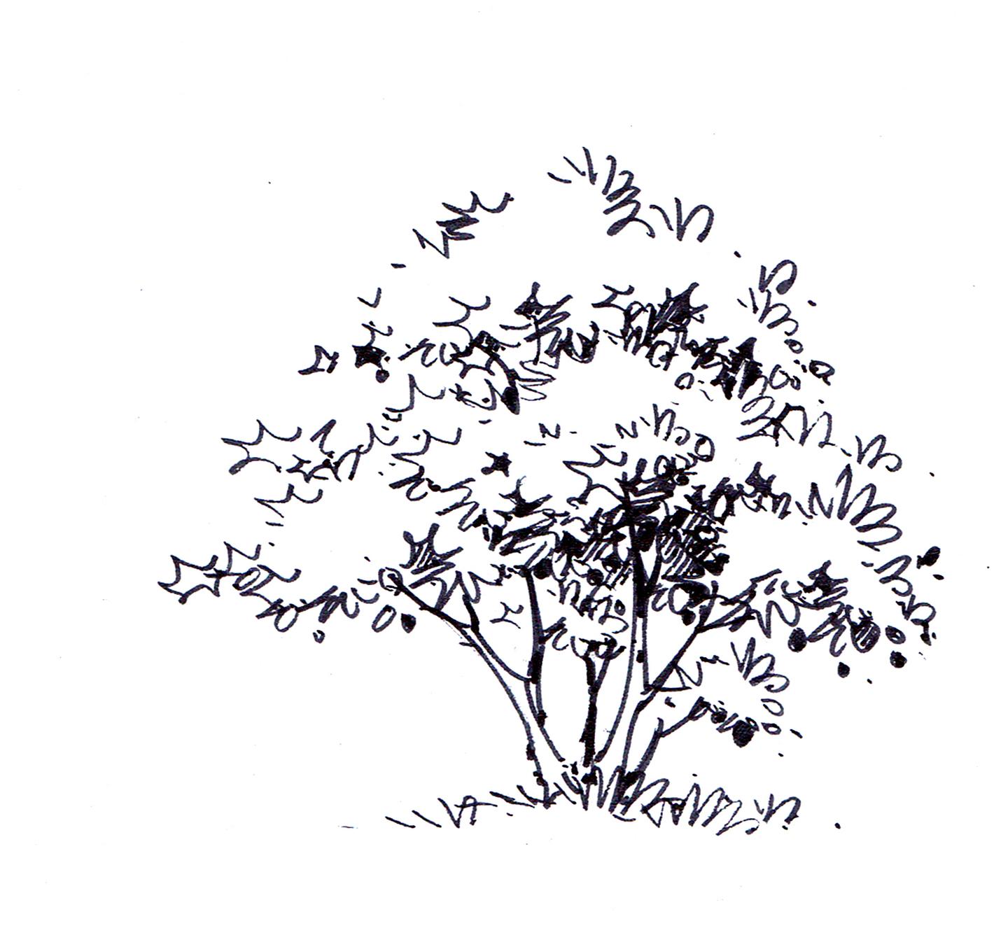 景观手绘中如何表现植物线稿部分