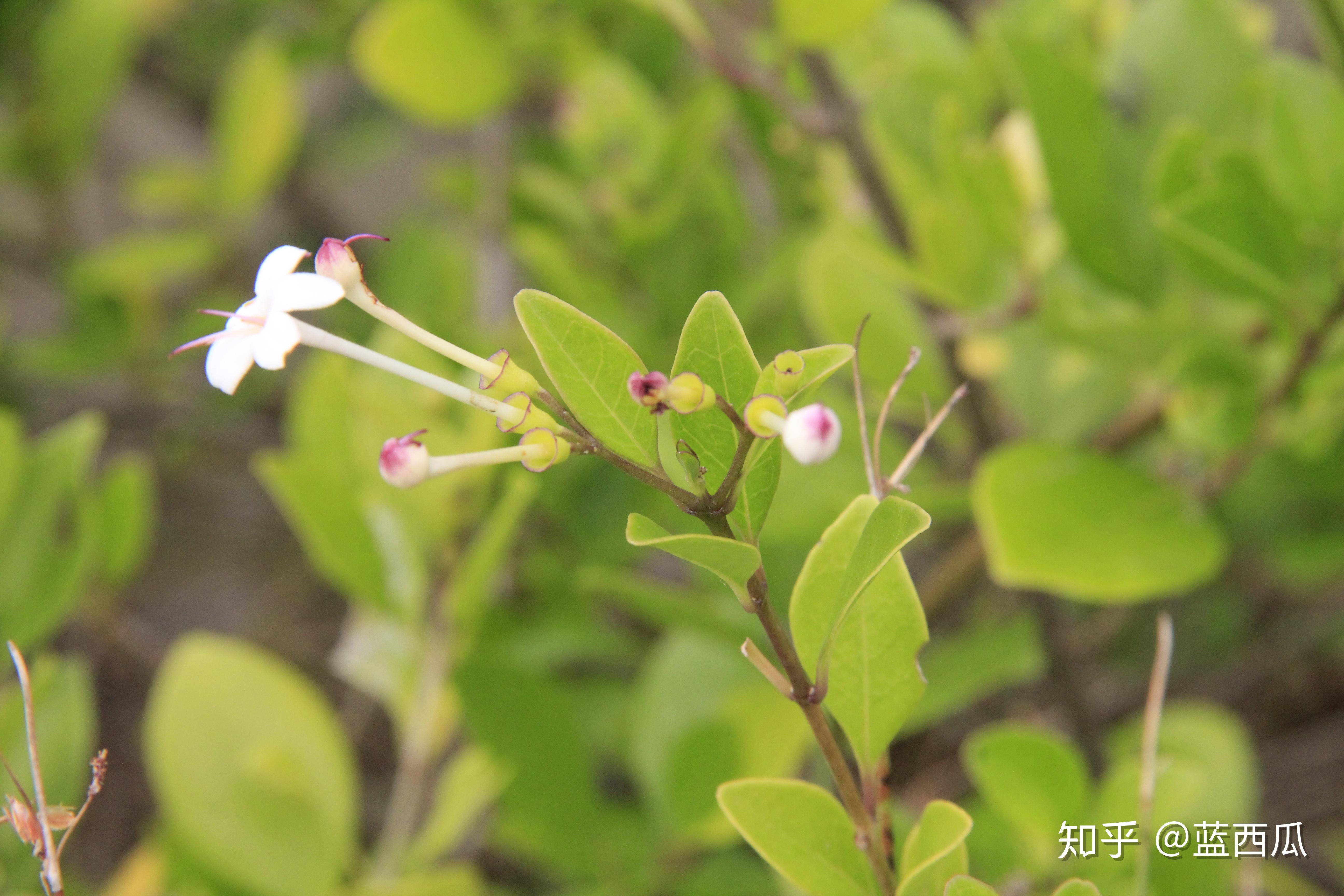 半红树植物唇形科