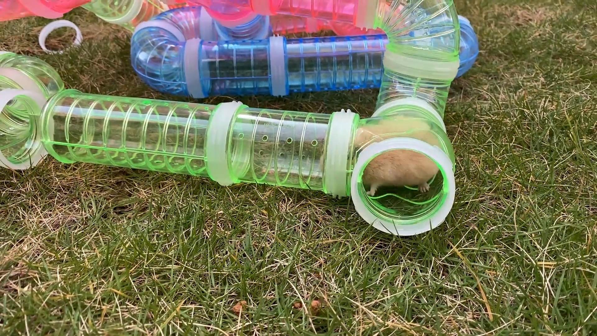 主人带小仓鼠玩游乐场日子过得好幸福