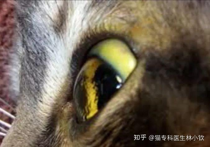 葡萄膜炎图3:葡眼前房出血图4:瘫痪,猫的脊髓炎有50%都是干性猫传腹所