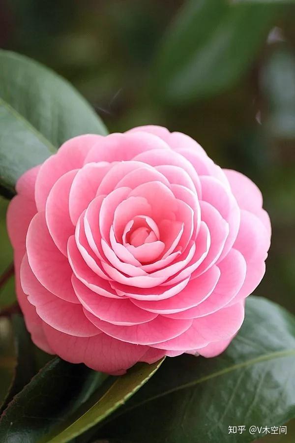 网红重庆最美市花,灿红如火雪中开的山茶花