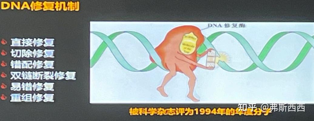生化——DNA的复制及损伤修复整理 - 知乎