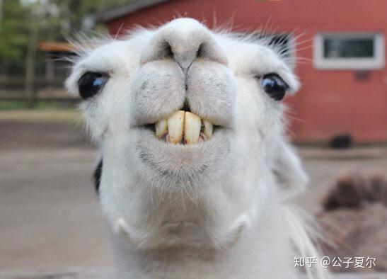 汉堡王有什么好吃的套餐或者单品?