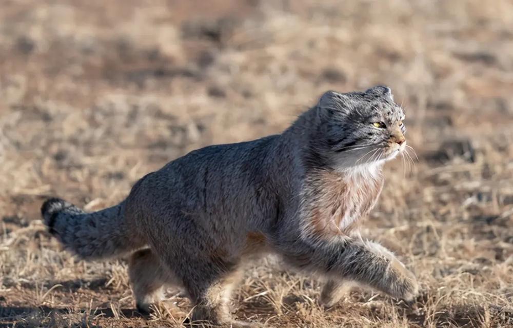 野外捕鼠小能手,兔狲的生态作用