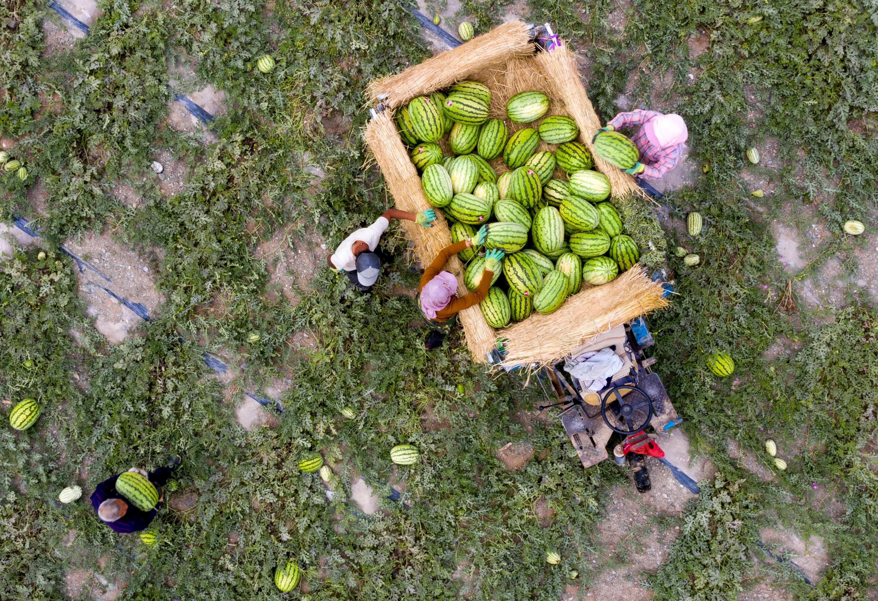 "戈壁滩上的西瓜"为什么被禁种? - 知乎