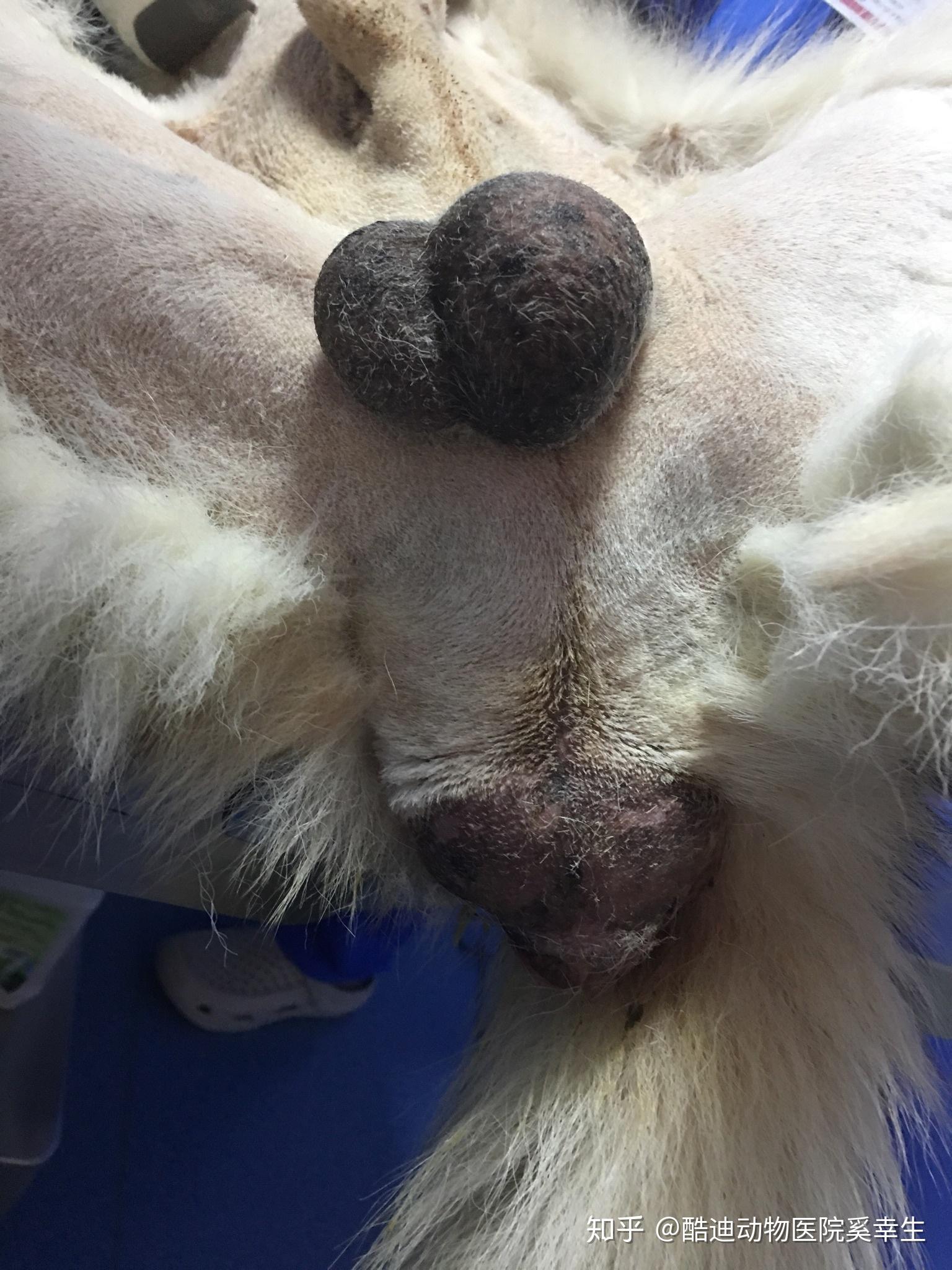 狗狗睾丸肿瘤图片