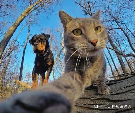 猫界排行榜之小帅猫，每只都威风凛凛！ - 知乎