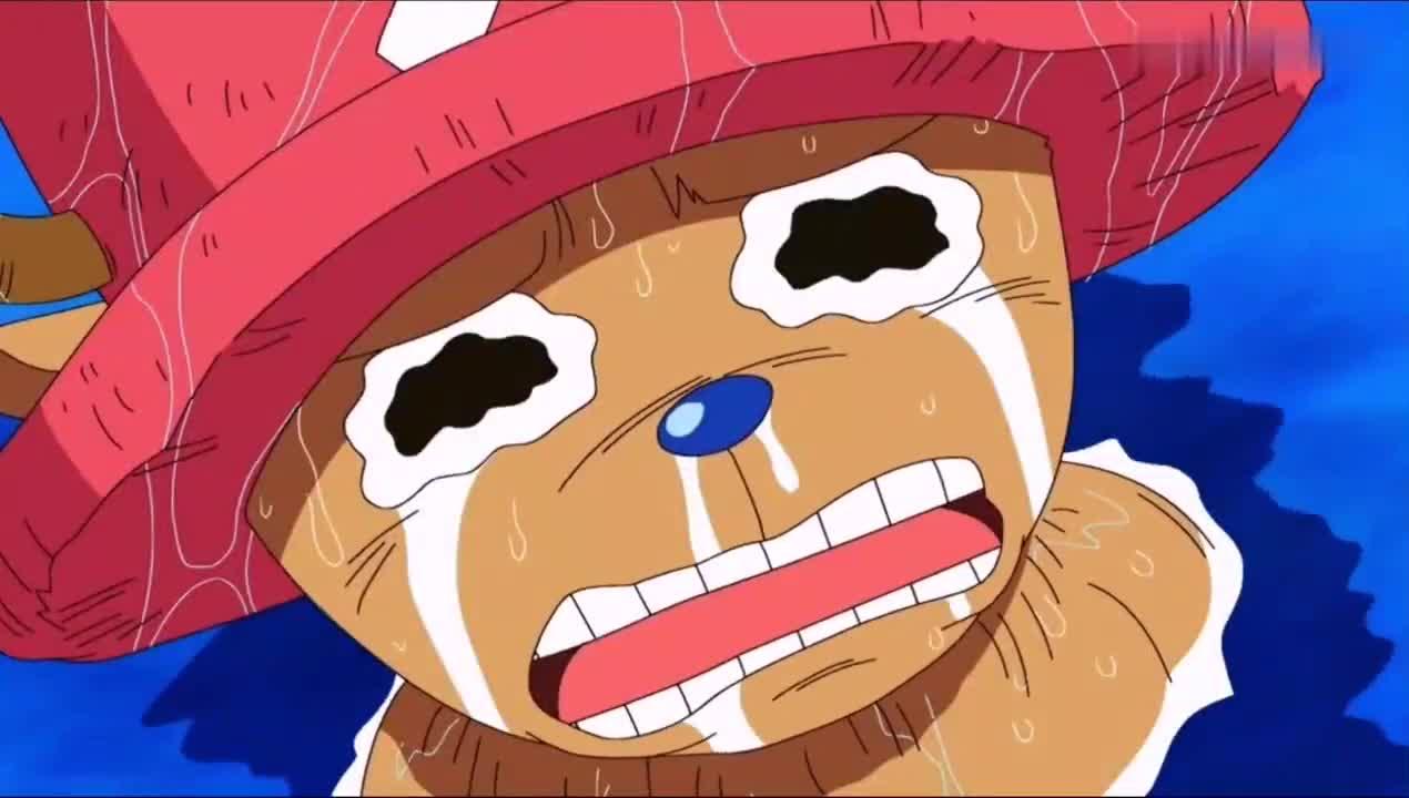 出海必备萌宠贝波乔巴