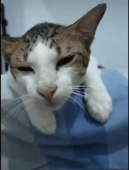 猫 21年要全面实现猫的智障化 知乎