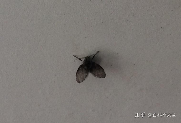 动物篇(24)·节肢动物门·双翅目（下） - 知乎