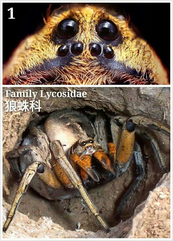 不同种类蜘蛛具有不同的眼睛排列方式- 知乎