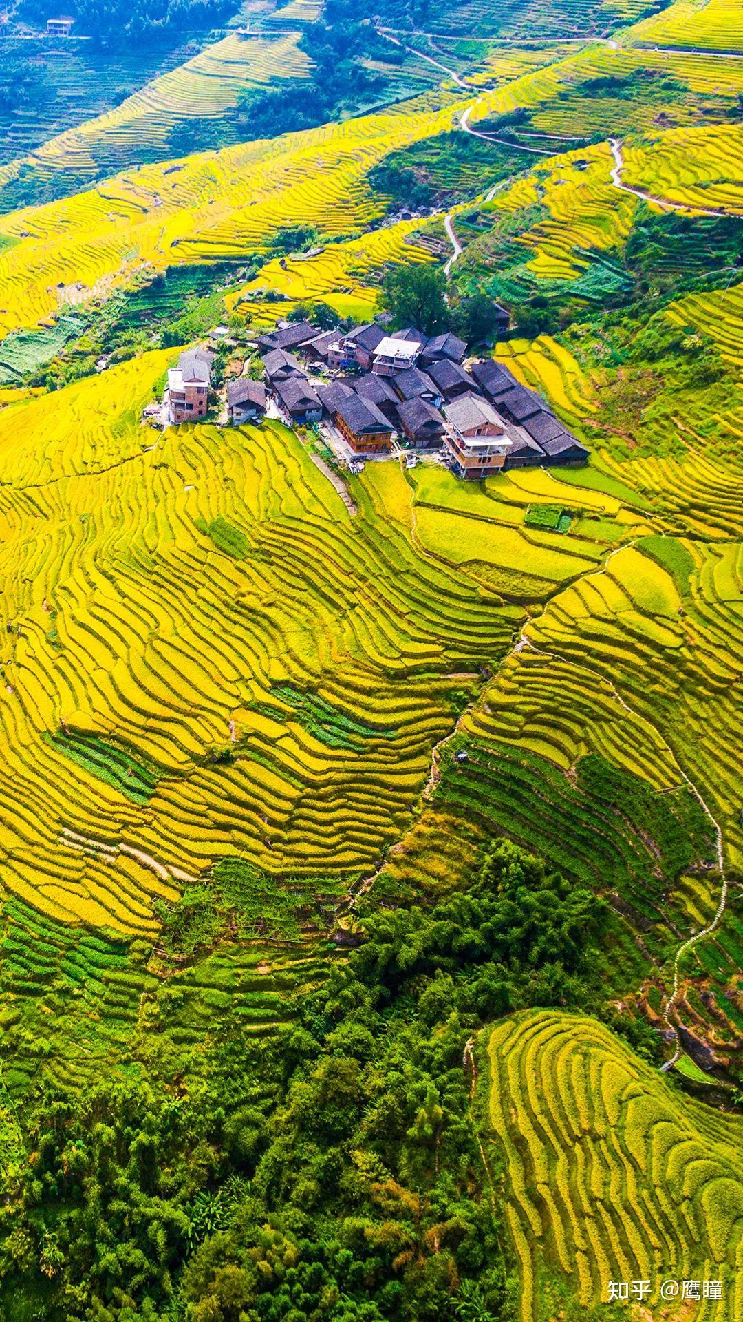 龙脊梯田天然居:秋天风景很美,与您分享秋天的金色龙脊梯田 - 知乎