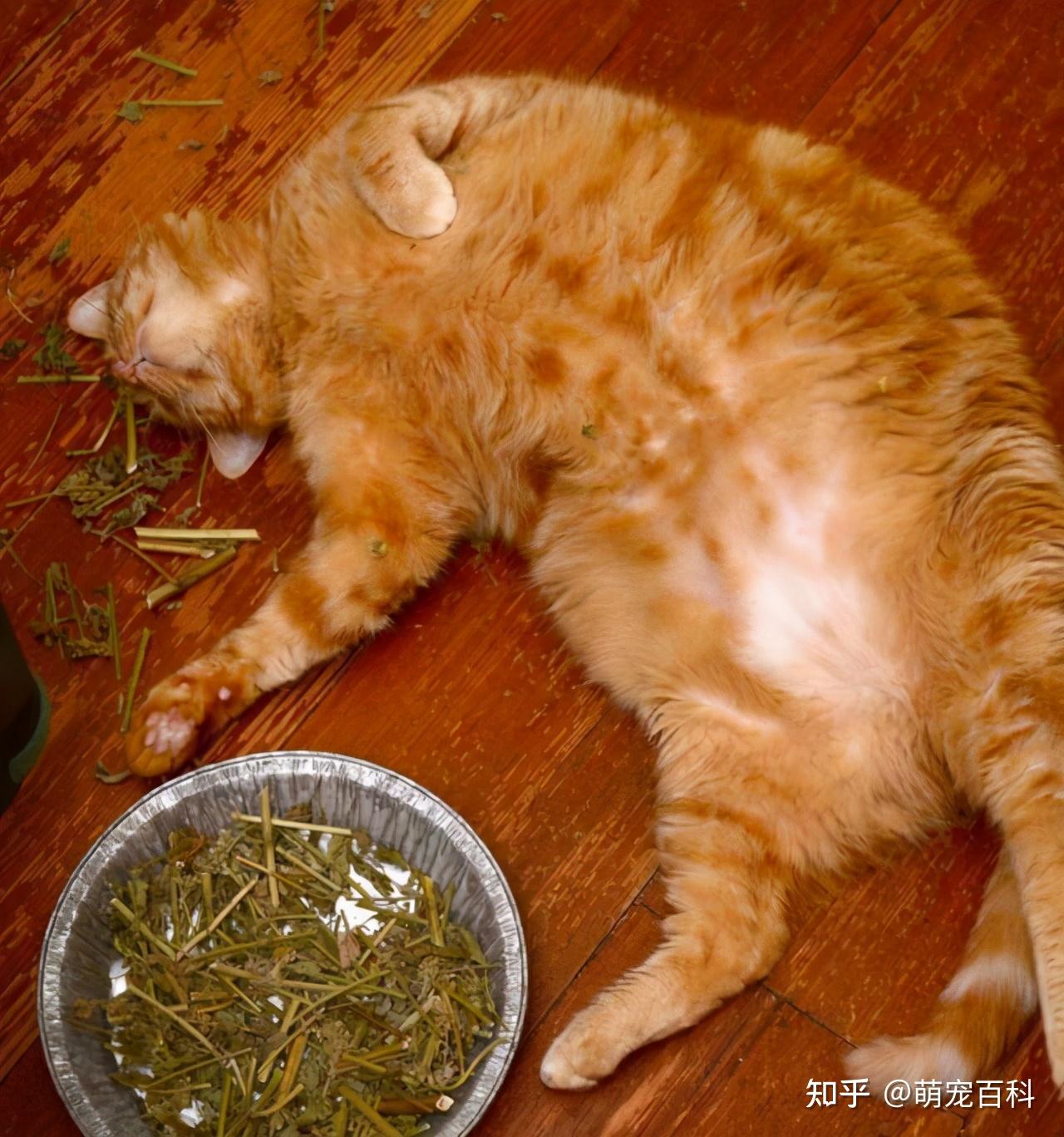 5,什么都给橘猫吃