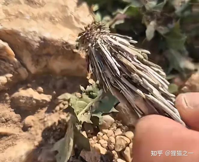 男子发现诡异小虫,身体像树枝,头能缩起来?老百姓称其为“吊死鬼”,网友:30年没见了! - 知乎