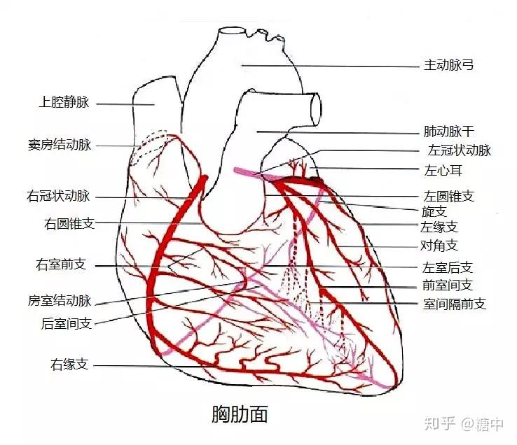 心脏冠状沟图片