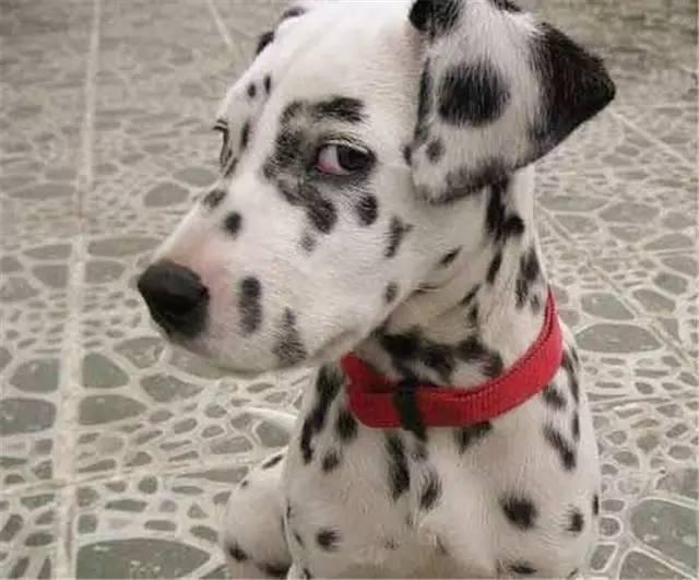 这只比格犬鄙视苍生的眼神简直使人灵魂一颤