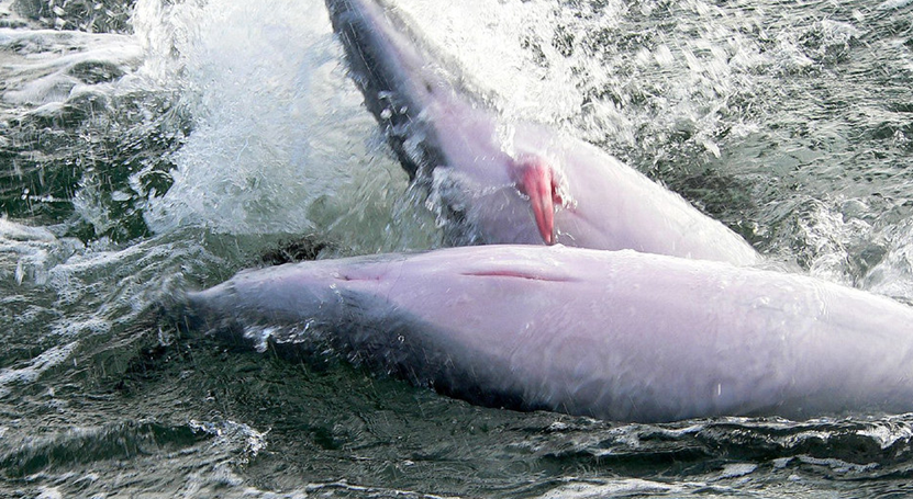 动物篇(62)·鲸下目(下)