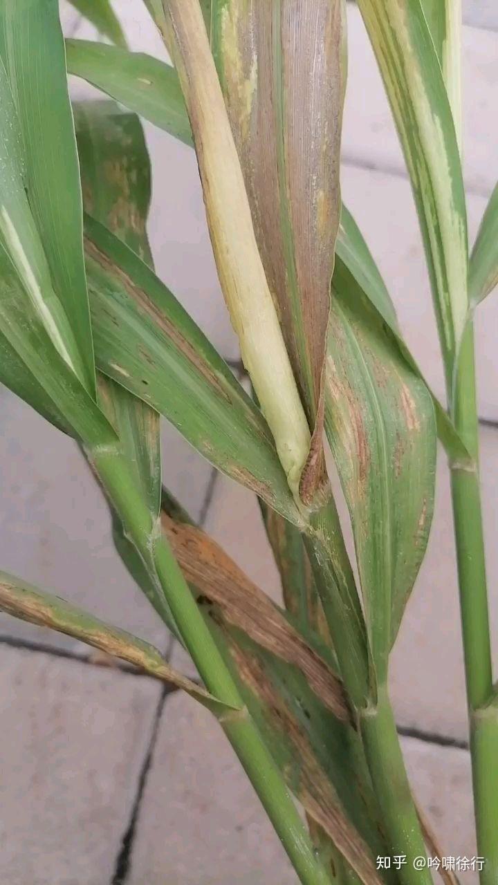 谷子得什么病了呢 - 知乎