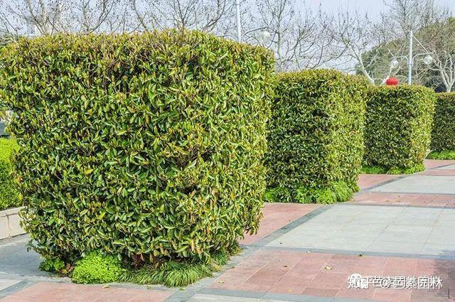 8种常见园林绿化树木的整形修剪