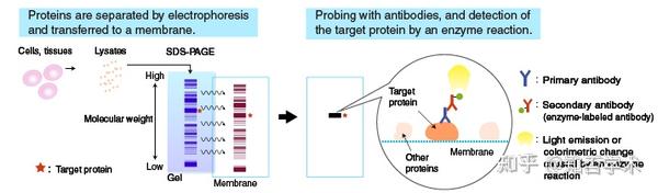 Western Blot 原理和详细操作步骤 知乎