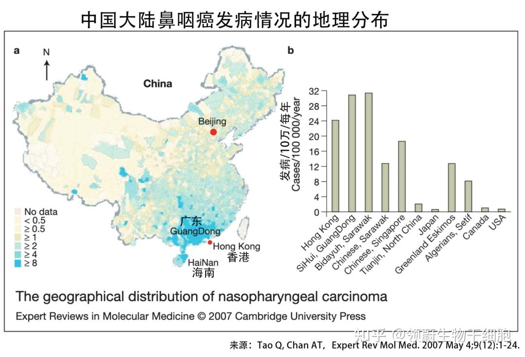 鼻咽癌为何成为广东癌免疫细胞带来全新策略