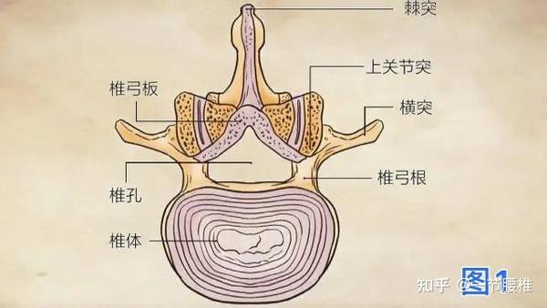 腰椎生理构造图 - 知乎