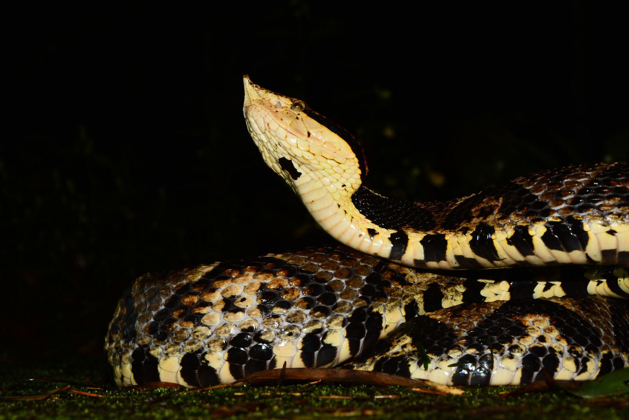 张家界两栖爬行动物纪行