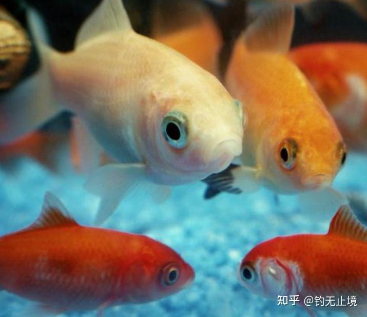 鱼种介绍:彩鲫鱼