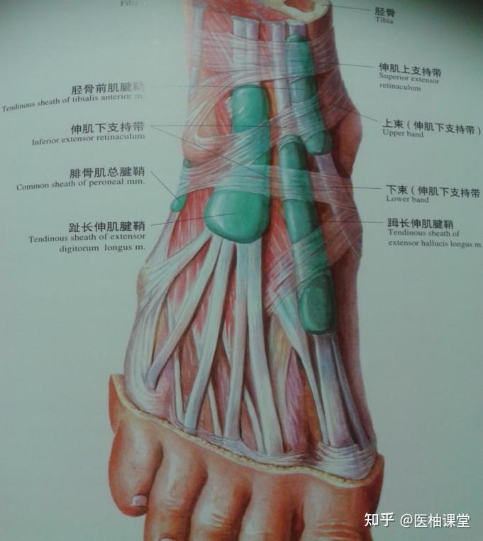 踝关节解剖分析(图文详解) - 知乎
