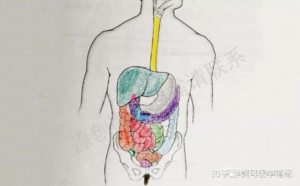 #学习分享38#胃的结构与胃恢复需时,你了解多少? - 知乎