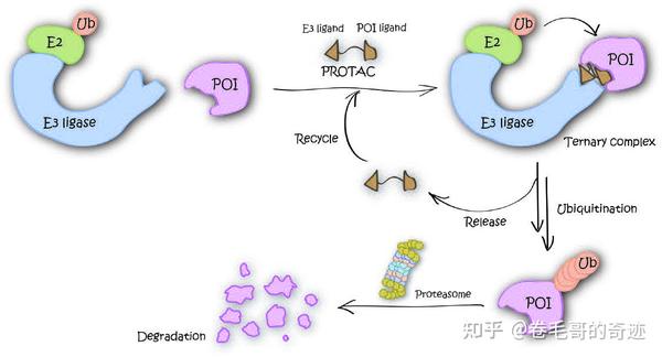PROTAC技术 - 知乎