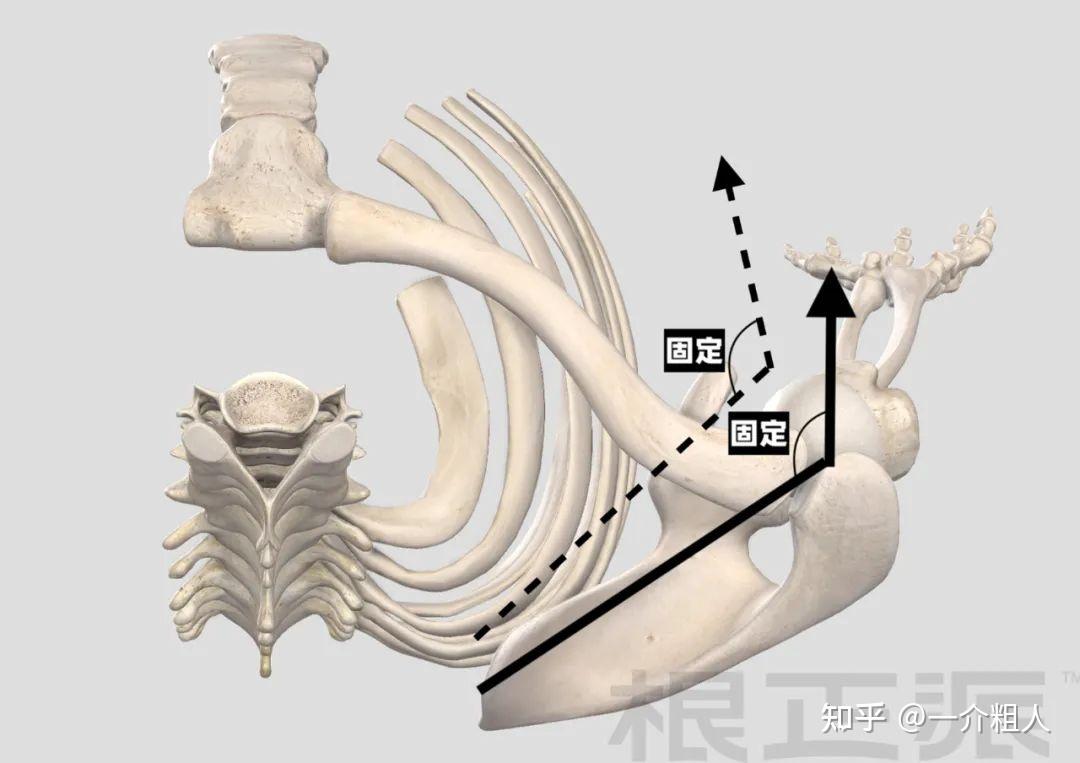 但若肩胛骨整体发生了内旋偏移,而肱骨与肩胛骨之间(盂肱关节)不发生