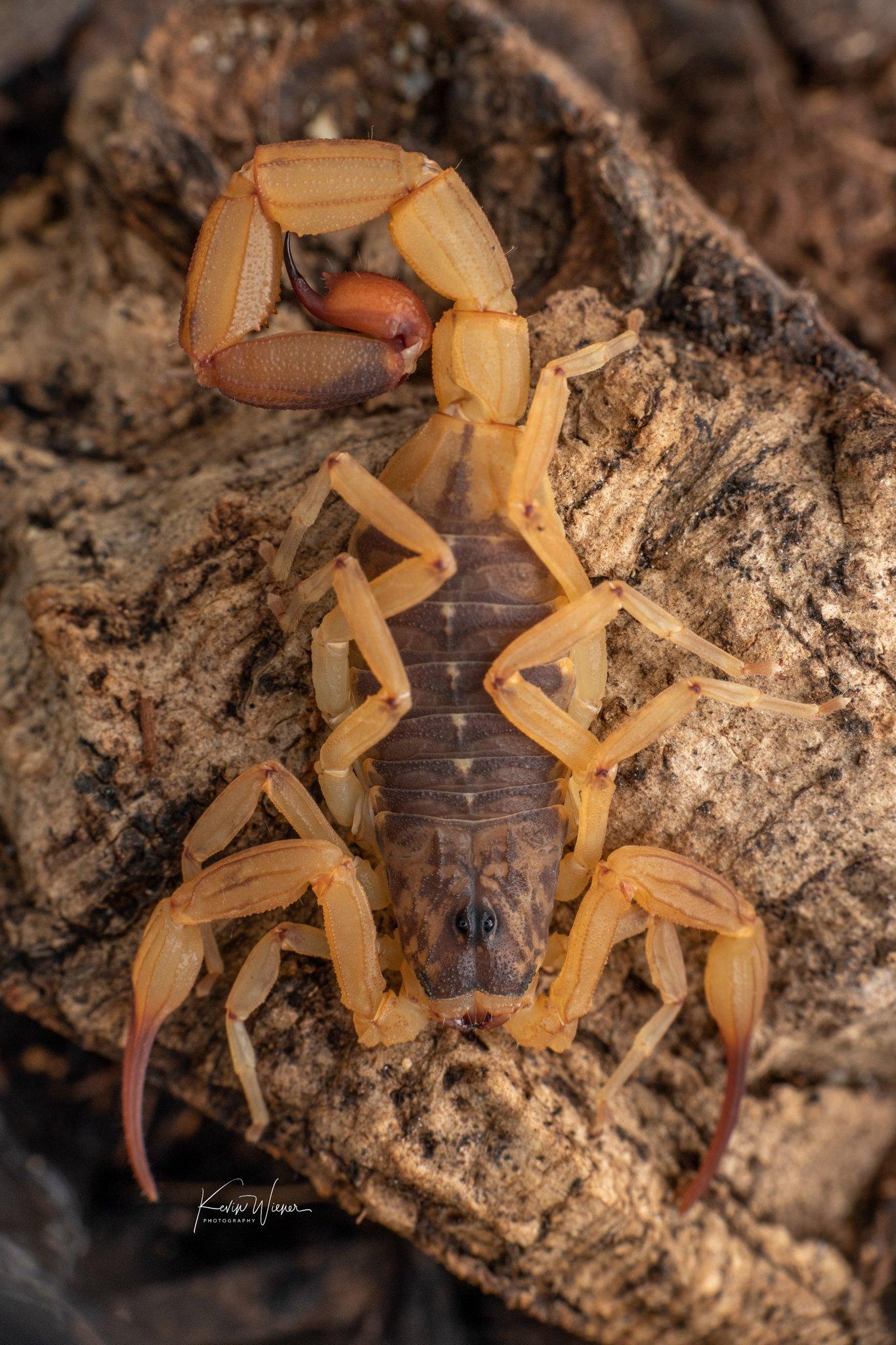 文献翻译补充蝎子武器的生态学作用综述