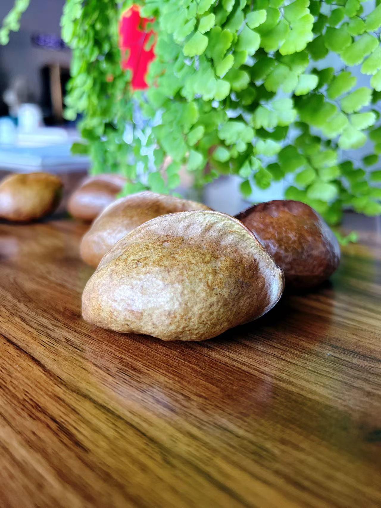 找一个非去非留地做千世不生不死人 当朋友给我发过来银叶树果实照片