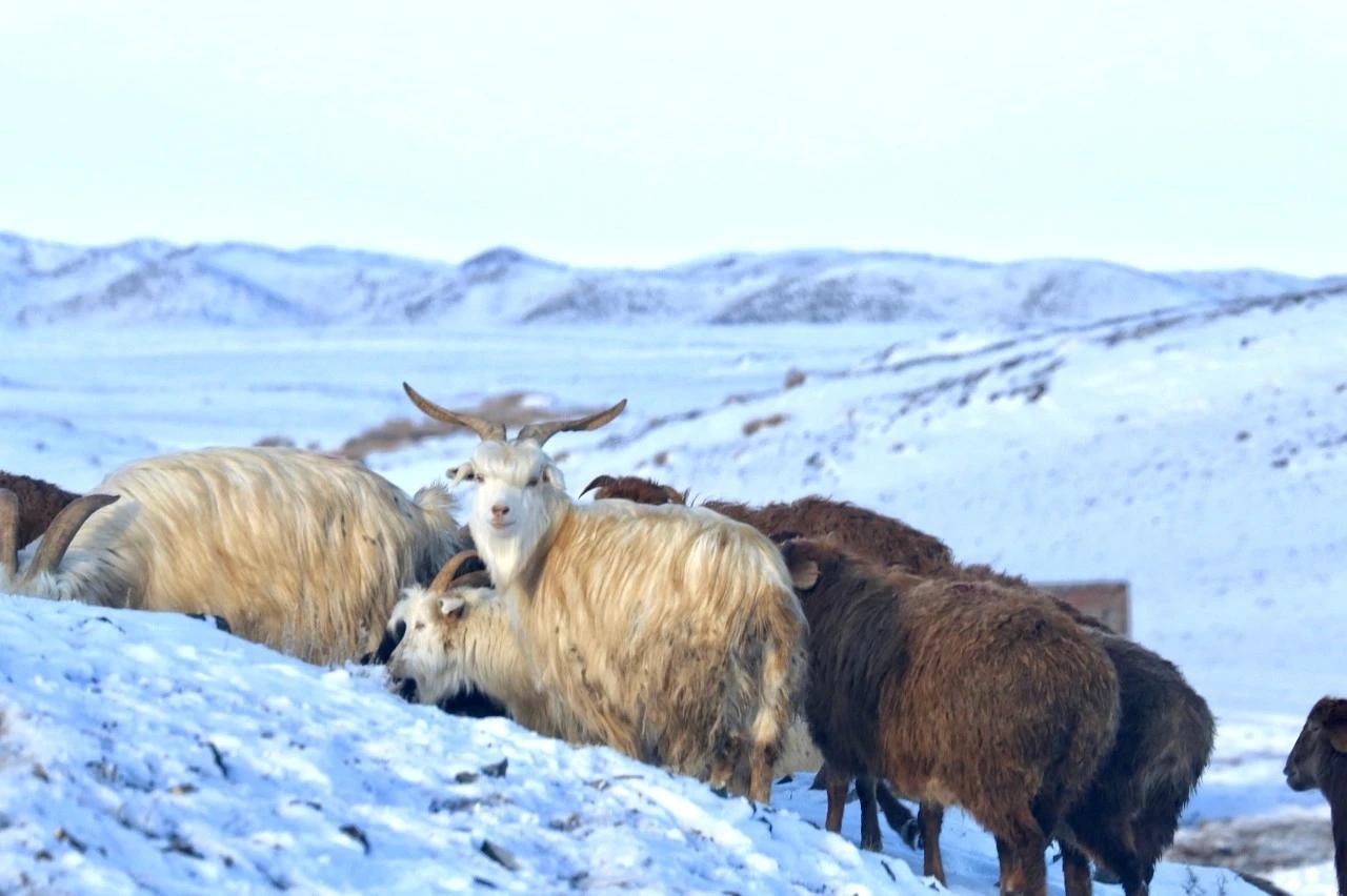 旅行少数派冬季新疆阿尔泰山61准噶尔冬牧场穿越北疆腹地的秘密