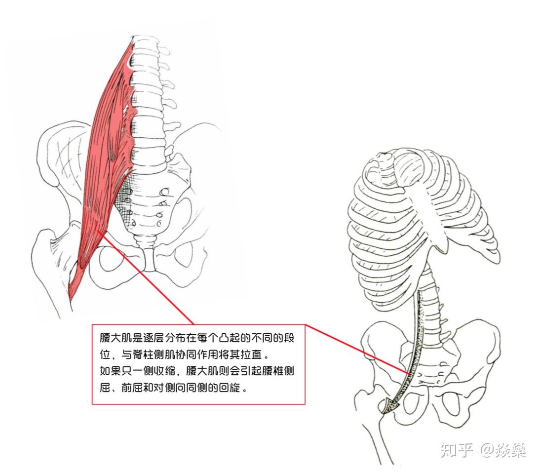 呼氣:上半身右側彎,看左斜上方,停留幾次呼吸.