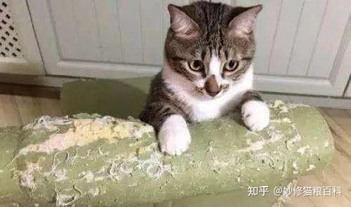 狸花猫”为什么经常被抛弃？原来是有原因的- 知乎