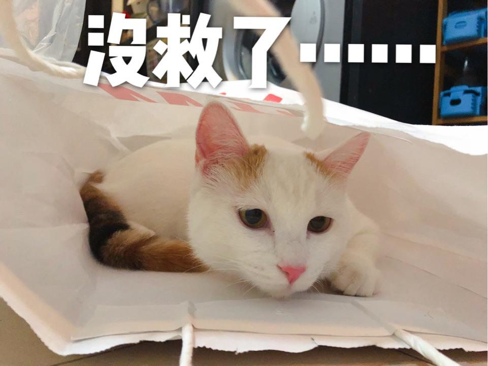 猫猫有哪些比较靠谱牌子的猫粮,日常营养品,护