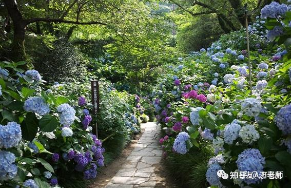 日本寺庙绣球花图片