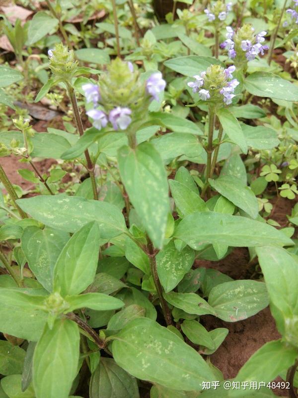 山间夏枯草又叫烟锅巴牛牯草,地方名字很多,山区百姓很喜欢它们