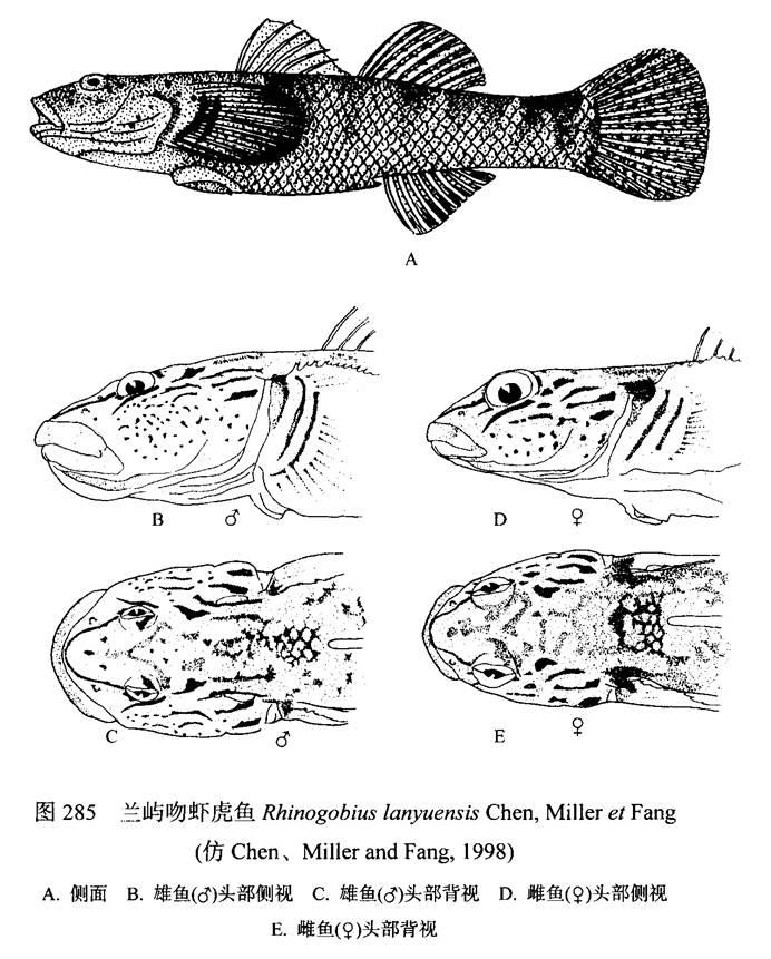 中国原生鱼淡水虾虎鱼